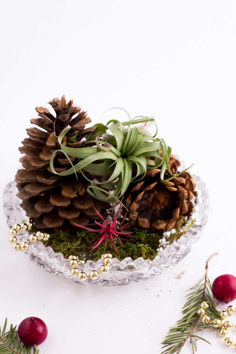 SugarvaleBmore's tweet photo. Cockatils, Snacks &amp; Succulents. What could be better on a Sunday afternoon? Sign up @ https://t.co/lSqMTBACog. https://t.co/Ia3aKYcSsh