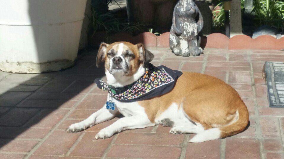 GingerBearLMC's tweet image. Enjoying the day #OliverTwist #dogsofinstagram #dogsofjoy #dogs (@ LMC Home) swarmapp.com/c/1kInU9j9tJl