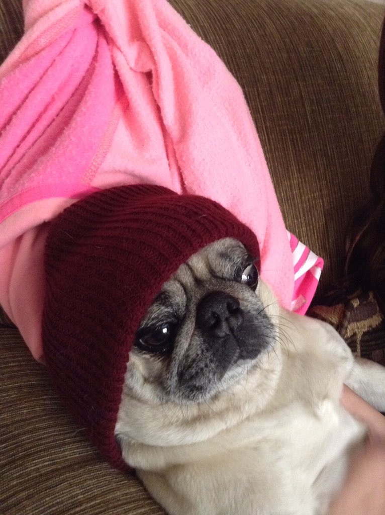 lauren_elisse_'s tweet photo. Tumblr has given me a Tyler Joseph pug. I couldn't be happier💕 #pugwednesday https://t.co/uVj8volGWA