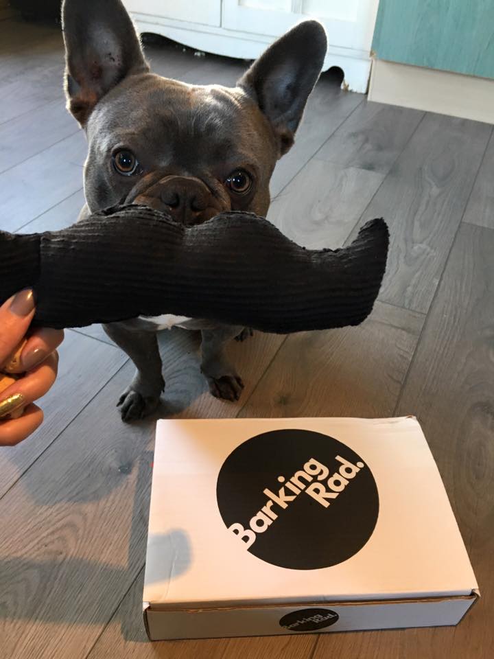 Barking_Rad's tweet photo. Check out the Loch Ness Frenchies enjoying their #BarkingRad gift box. Happy faces all round. https://t.co/zNyKtuJxHf