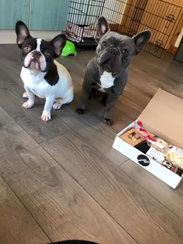 Barking_Rad's tweet photo. Check out the Loch Ness Frenchies enjoying their #BarkingRad gift box. Happy faces all round. https://t.co/zNyKtuJxHf