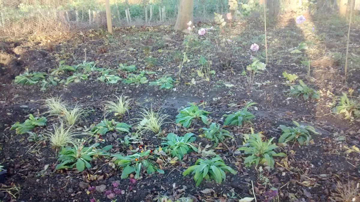 BrambleandYarn's tweet photo. Hope the rain holds off tomorrow...back to working in the woodland garden... #lovegardening #shadyplace #newplans https://t.co/jYSPP0CYCI
