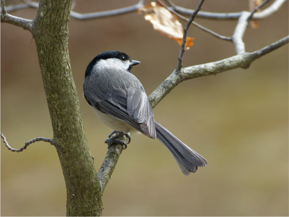 PenningtonBirds's tweet photo. Each fall Chickadees adapt to environmental changes by replacing brain neurons holding old information for new ones. https://t.co/vK0jsalsOI