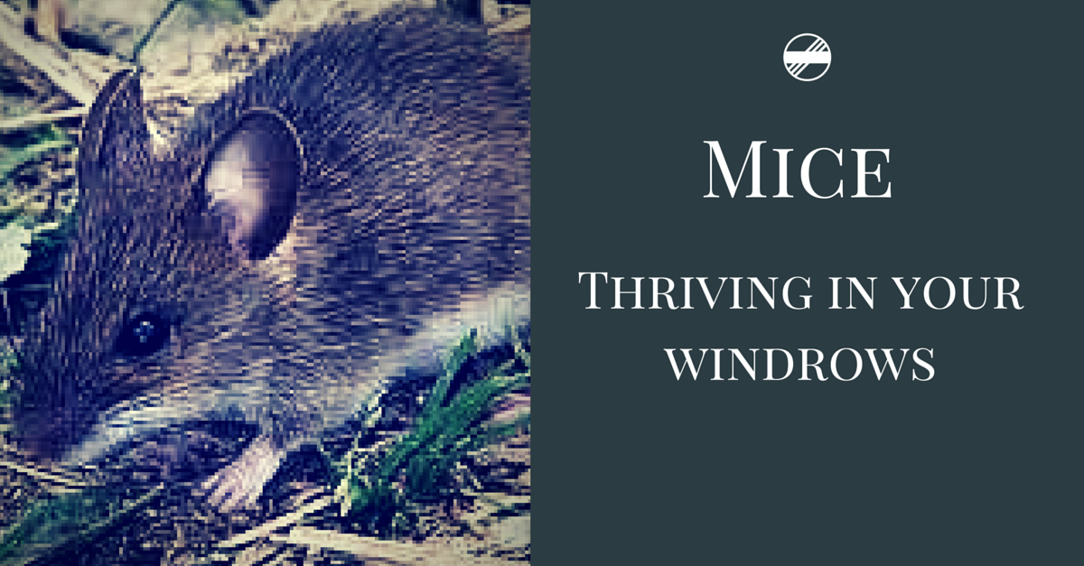 J_M_Thornberry's tweet photo. Playing with canva today for our #stubbleproject @CWFS_Condo https://t.co/8T9fBtLwtr @PestFactscesar @canva https://t.co/ZhFGVfKti9