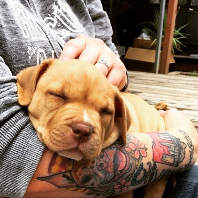 tattoo_animal tweet picture