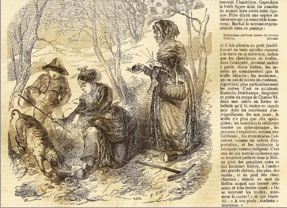 truffletraders's tweet photo. *Jump into the past* A truffle hunt explained and illustrated in an old french book! #Truffle #France https://t.co/ng9KsH5vTs