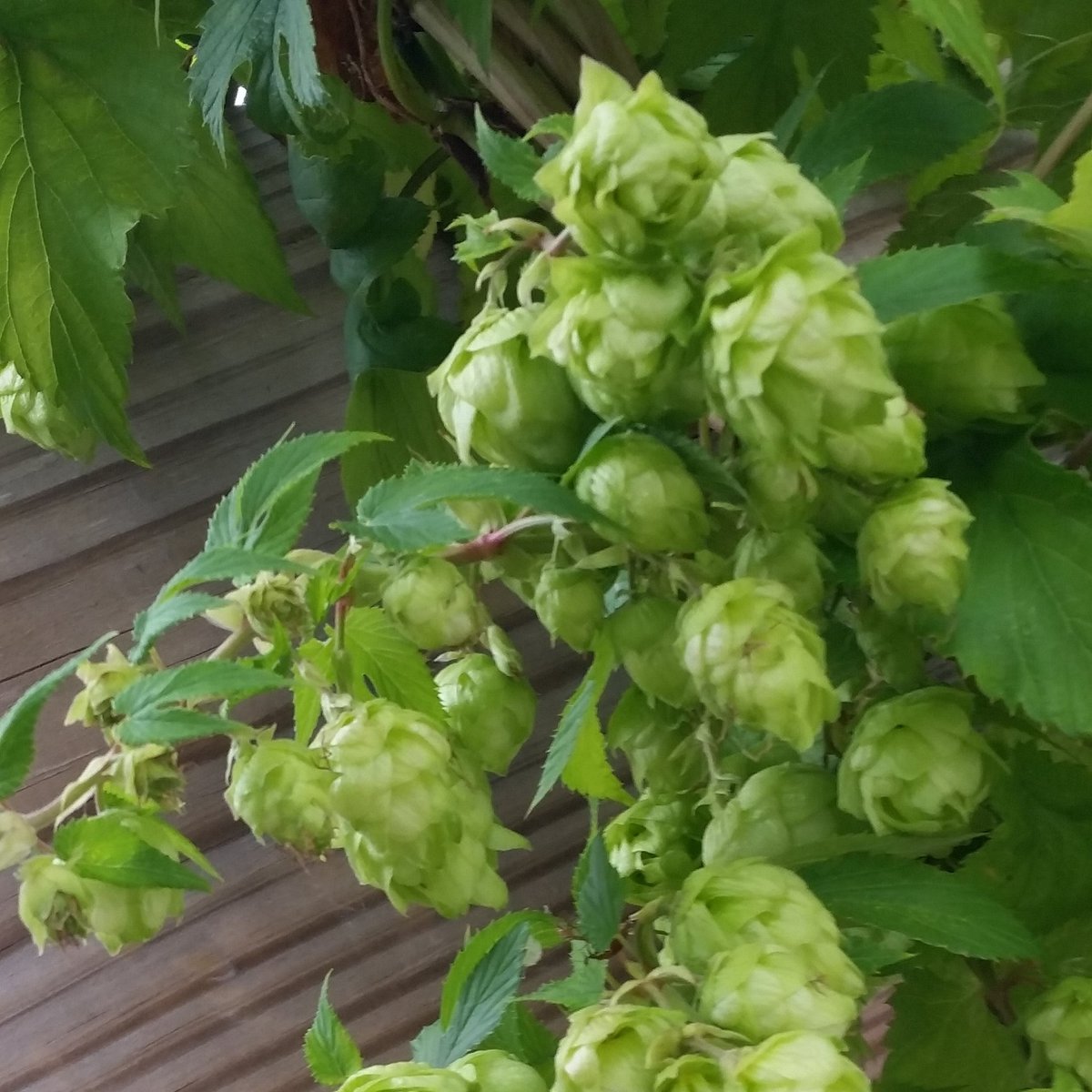 TritonBrewing's tweet photo. #FlashTapping #WetHoppedHarvestRail! Now pouring. We grew the #CentennialHops & dry hopped the #RailsplitterIPA! https://t.co/ljzFBwghAP
