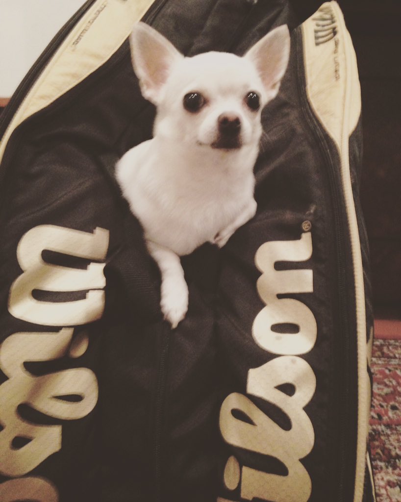 Ferrara1Daniela's tweet photo. Tennis time TROVA L'INTRUSO ;) #tennis #troval'intruso #chihuhua #love #atp #wta #wilson #intruso #ciaone https://t.co/lR8F18y9cZ