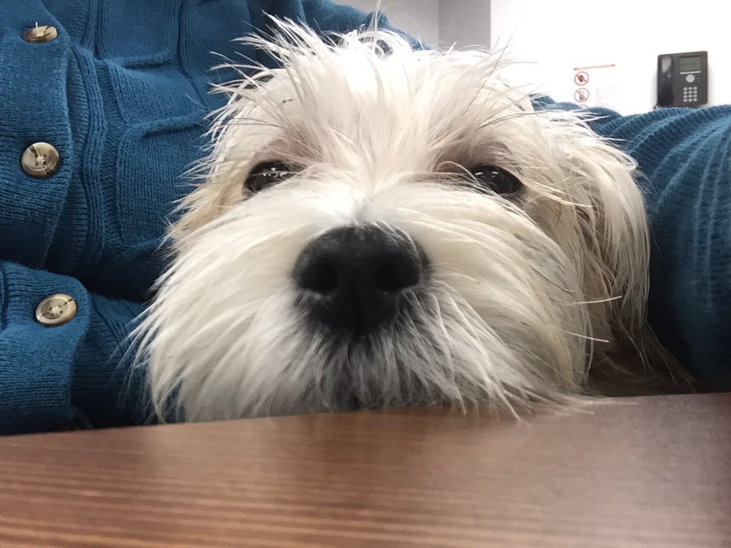 ProfBrehm's tweet image. From King of Math to post-surgical puppy. Sorry about the rough day #OlivertheMathDog #MathX