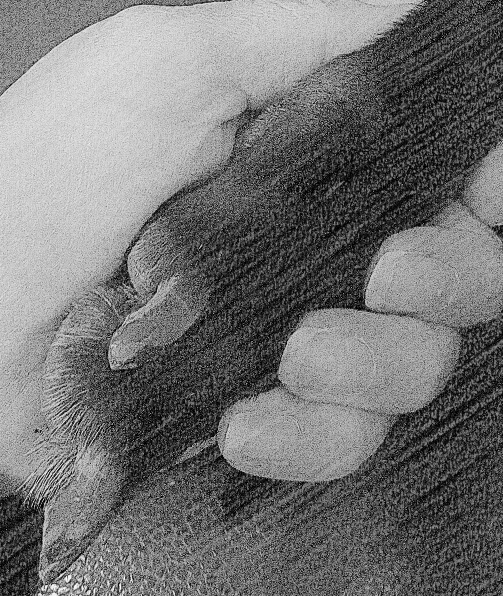 samsBellabob's tweet photo. @1SeaStar1 how about #HandAndPaw https://t.co/CpkcHjOSa2