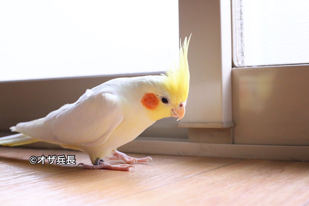 ozaokame's tweet photo. ちょっと埃があるでありますね。
ポールがまたサボったに違いないであります。

#オカメインコ #cockatiel #インコ #鳥 #bird #Parakeet #Parrot #食うなよ https://t.co/fPgz1411ZI