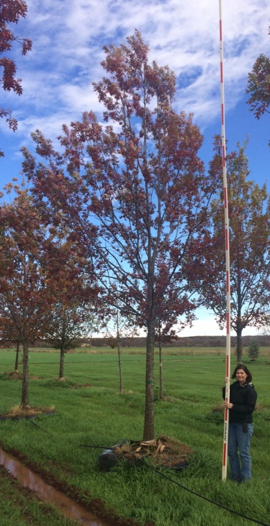 Dftrees's tweet image. Check out this beautiful 6.5 inch Shumard Oak! #dftrees #trees #fall