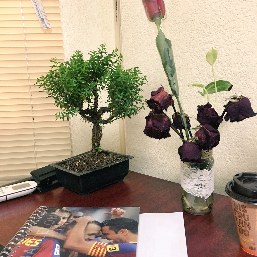 anapawina's tweet photo. No sé que me hace más feliz 😌 #Nature #Barça #Flowers #Chipili https://t.co/rJJSyeEgqv