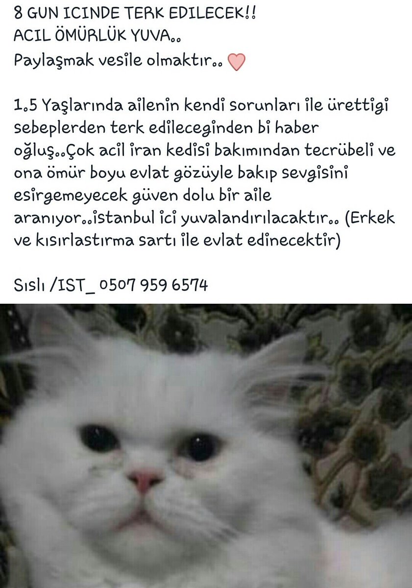 BOL PAYLASIM RICA 😿
#acil yuva #istanbul #irankedi