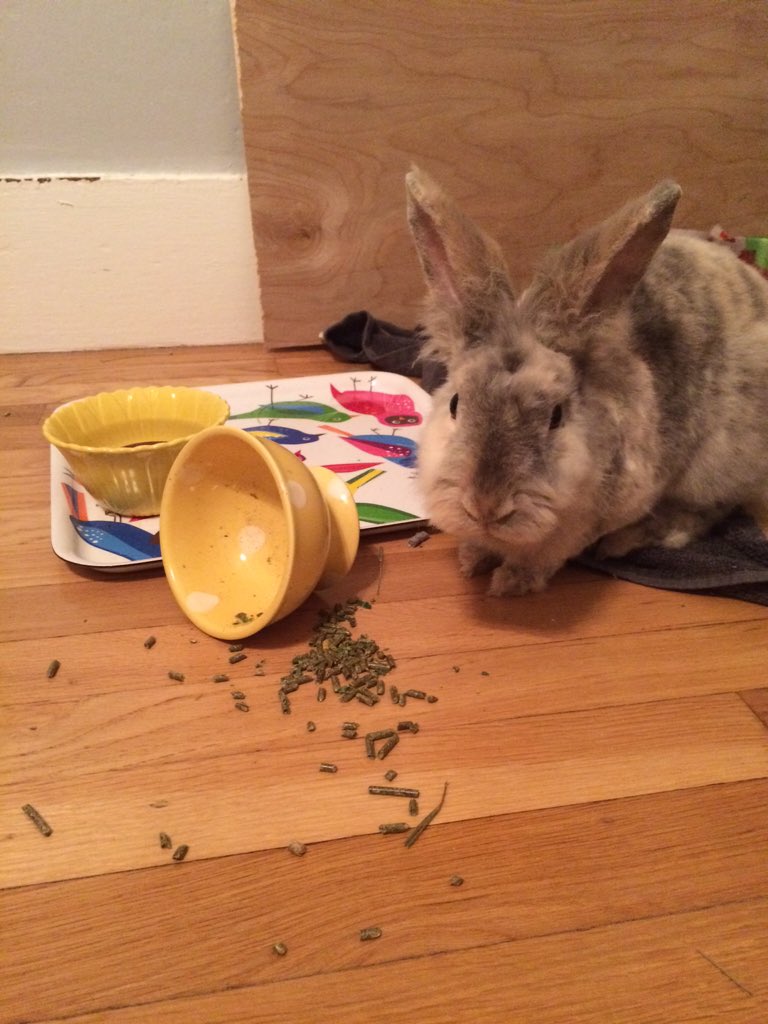 latifah_the_bun's tweet photo. I spilled my crunchies and I don't give a crap https://t.co/Efoz3Q7tM2