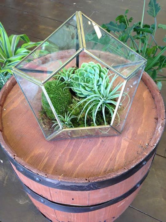 BellaFlora30's tweet photo. Did you know we have succulents and air plants for sale . Call 850-267-1111 https://t.co/vXBrTUFINY