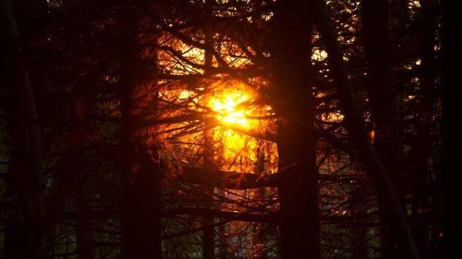 chronicleherald's tweet photo. SCIENCE MATTERS: Urban trees should be regarded as national asset. https://t.co/nBA7sNNyyo https://t.co/U9M3hqOHui