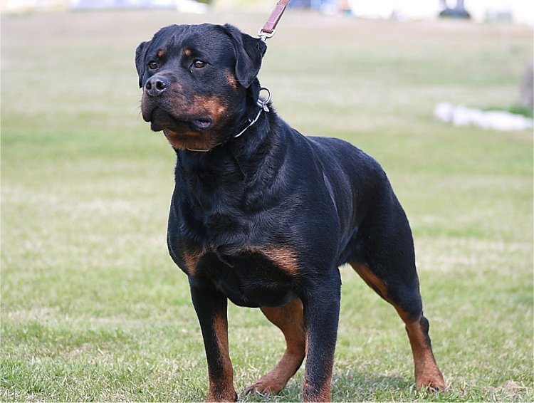 RottieFanClub's tweet photo. Rottweilers - Simply the best! https://t.co/b8saVZPlL4