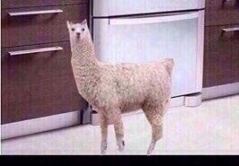 aymimirlucia's tweet photo. @Mady2008Oana @lidiayismael @Alboran_Sev @mabelruda @pabloalboran pues con 4 llamas!!
#LlamaStyle 😎😎 https://t.co/BXNEcvfZ7F