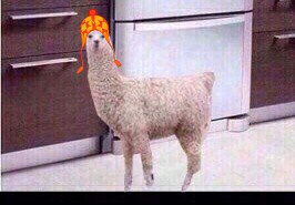 aymimirlucia's tweet photo. @Mady2008Oana @lidiayismael @Alboran_Sev @mabelruda @pabloalboran pues con 4 llamas!!
#LlamaStyle 😎😎 https://t.co/BXNEcvfZ7F