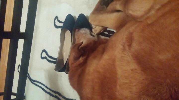 LFTeveryvoice's tweet photo. Asleep in my shoe? Well, I suppose my feet aren't so stinky after all. Crossing #odoreater off as budget line item. https://t.co/TIBvuUgTyf