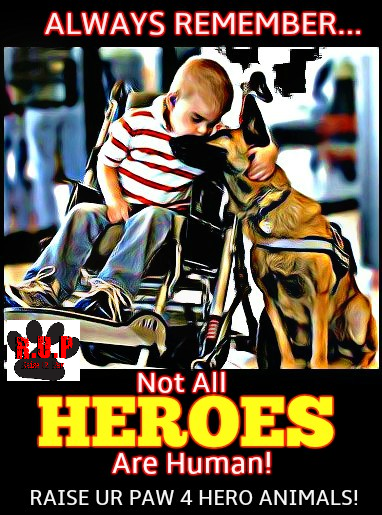 RaiseUrPaw's tweet photo. #RT In Tribute to all #HeroAnimals - Raise Ur Paw Worldwide. https://t.co/bpSrpKl9Xg