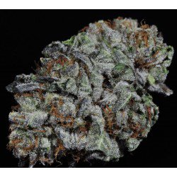 MedVines's tweet photo. #Pre98 #BubbaKush by @DCSIvy #Denver 25%OFF G-OZs w/ https://t.co/SXwx0C6BNC Try a FREE Month w/Promo 8111 #mmj #MMC https://t.co/RuPUQFO1Fd