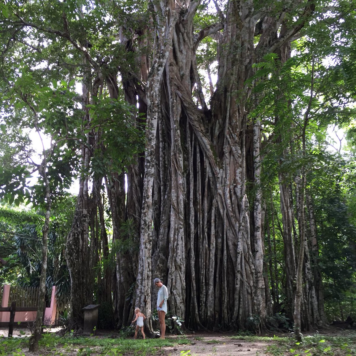treethe_world's tweet photo. @TheTicoTimes we are starting from Costa Rica a social movement bringing awareness to the importance of our trees https://t.co/OTRJVv69hM