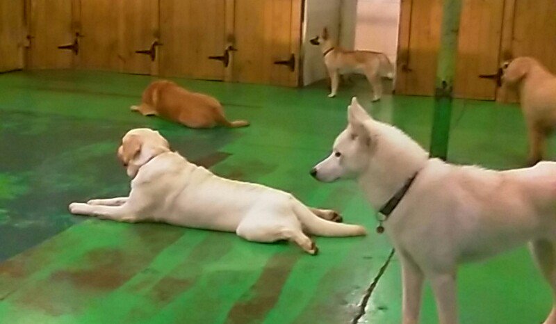 WaggingA's tweet image. We're inside because of the storm tonight, but everyone is relaxing in the playroom. #doggydaycare #calmdogs #storm