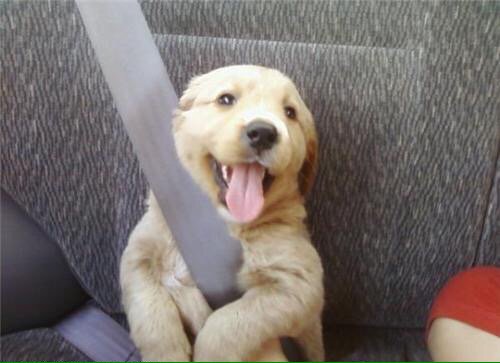 Pretty_Pupps tweet media
