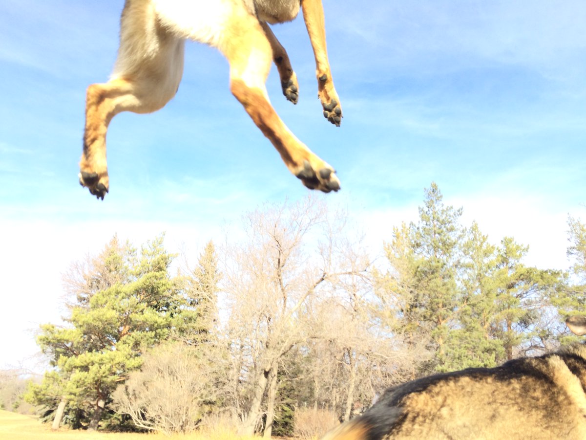 guywith2gsdz's tweet photo. Dog gone it https://t.co/YjSXhyXCC4