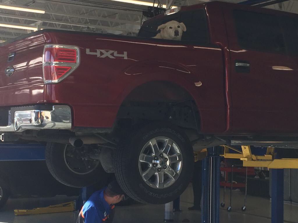 NikkiAcker's tweet image. My dad brings my dog in the back of his truck everywhere and he fucking left her there getting his car fixed