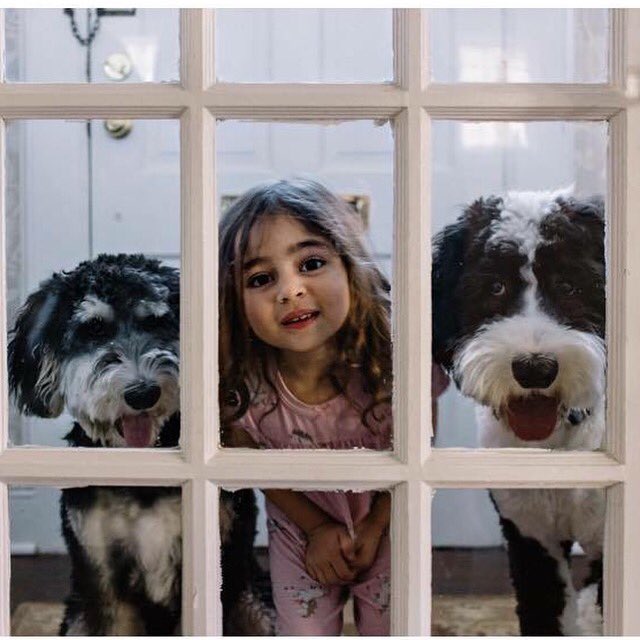 FeathersFleece's tweet photo. Puppies make the best playmates. #sheepadoodle #feathersandfleece #bestfriends #doodle #twoisbetterthanone https://t.co/rowYszYeHn