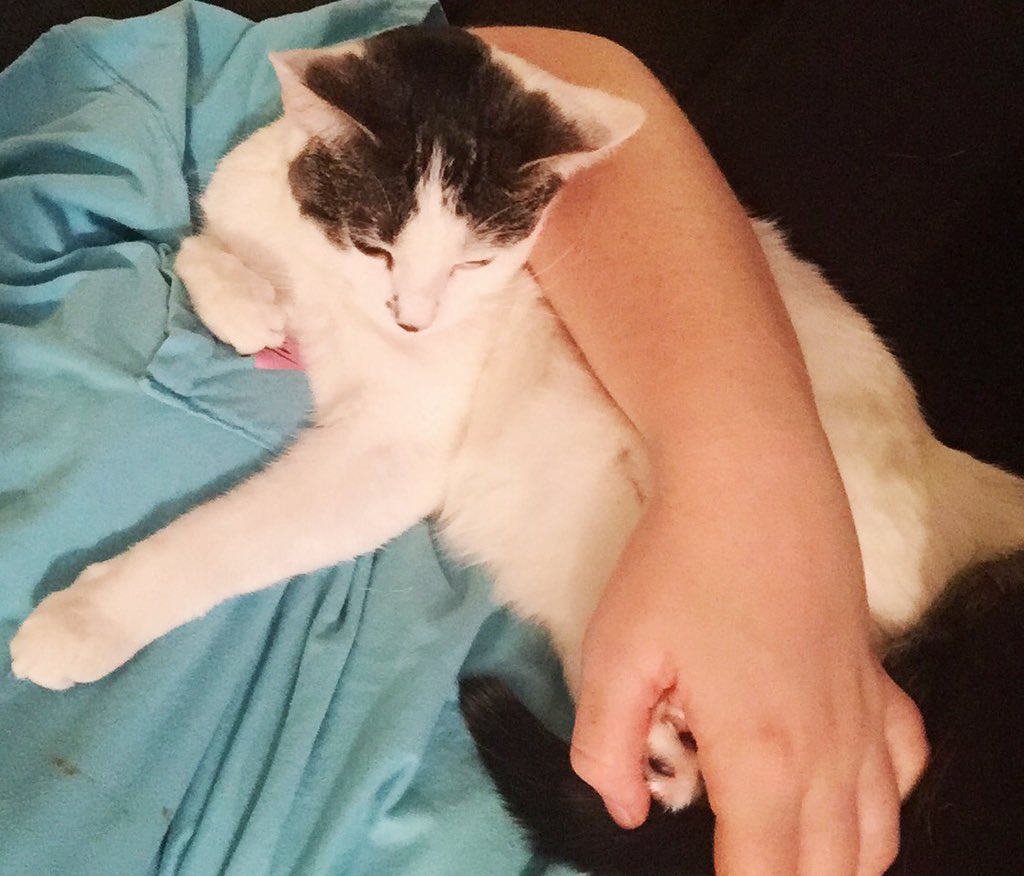BritzCatz's tweet photo. Tonight's a gr8 night for cuddling, am I right furpalz??? #CatsOfTwitter #cuddles https://t.co/oSEYWvjgwX