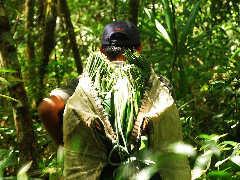 To tackle #climatechange cheaply, first secure indigenous forest rights bit.ly/1O38gJI