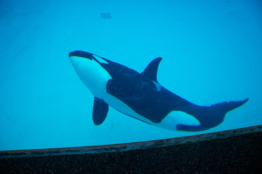 peta's tweet photo. Help! New bill introduced to end orca captivity. Sign if you want it to be a law: https://t.co/zbFnf8II0L https://t.co/vDmgprq36j