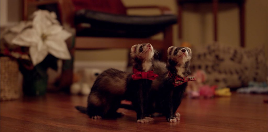 SantasFerrets's tweet photo. Cutest ferret movie ever!  Santa's Little Ferrets https://t.co/uWuj5hhvhN Get the DVD this Christmas! 🎅🏻🎅🏻🎅🏻🐺🐺🐺 https://t.co/305TwvxDCC
