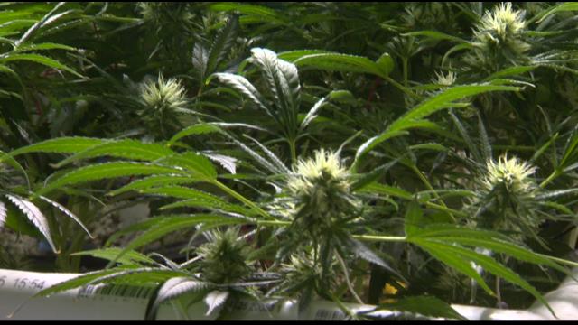 wcax's tweet image. Supporters push legalized marijuana in #Vt as cash crop- @WCAX_Logan reports ow.ly/UP5Yb