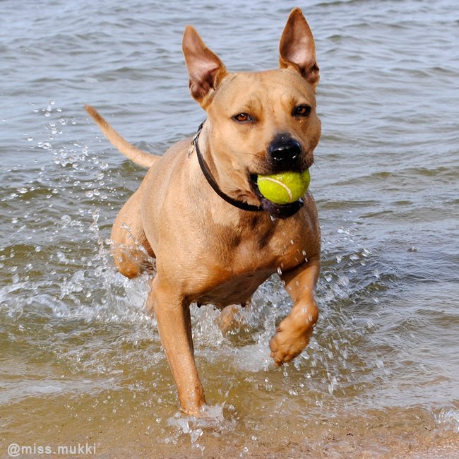 missmukki's tweet photo. #dogs #dogsoftwitter #staffy https://t.co/kZ3XdaNEmu
