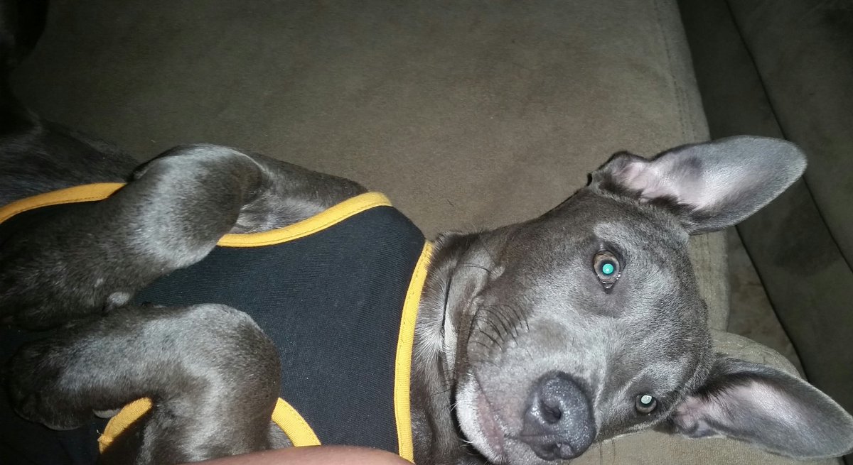 traciew43's tweet image. Blue