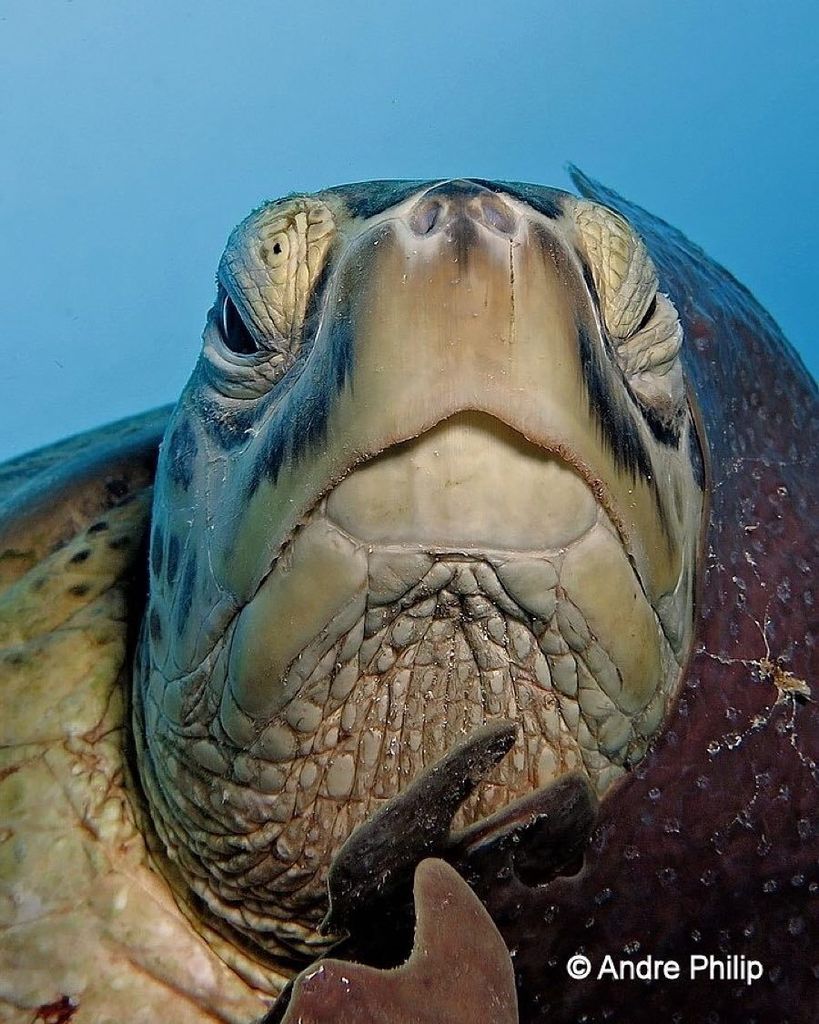 ParadiseCoveStt's tweet photo. bg_underwater shares: Photo by Andre Philip -- Tag your photos #bg_underwater #uw #uwlife #uwpics #underwater #uwph… https://t.co/BvgFJdelNx