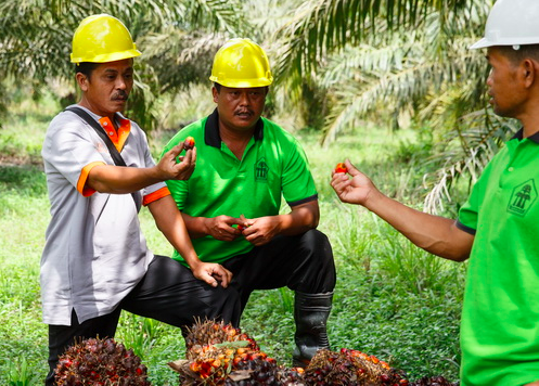 RSPOtweets's tweet photo. #RSPONext is a voluntary add on program to the RSPO P&amp;C Certification #RT13 https://t.co/fPEOS9OEm6