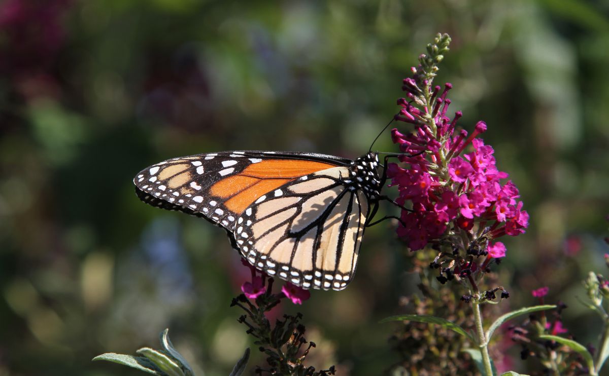 The <a href="/USDA/">Dept. of Agriculture</a> needs #farmers to save the #monarch butterfly. Here's how you can help --> ow.ly/UO2zo