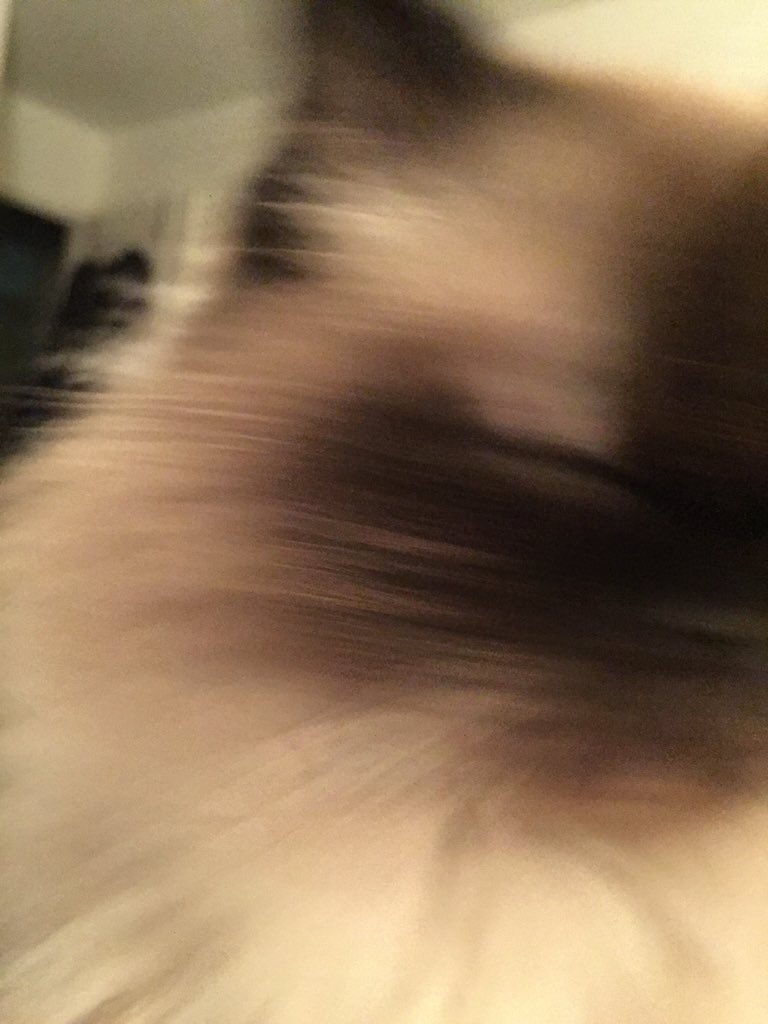 SmoreTheCat's tweet photo. https://t.co/V9DchEXYWs