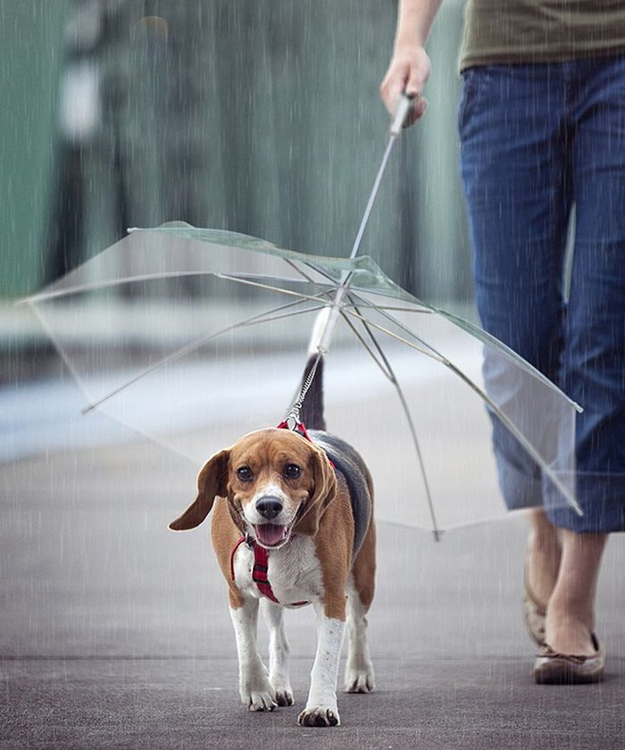 kaubear's tweet photo. 雨の日の便利アイテムベストわんっ?!な犬用傘 - https://t.co/N8YNMiS79e https://t.co/BDJiRkiFaY