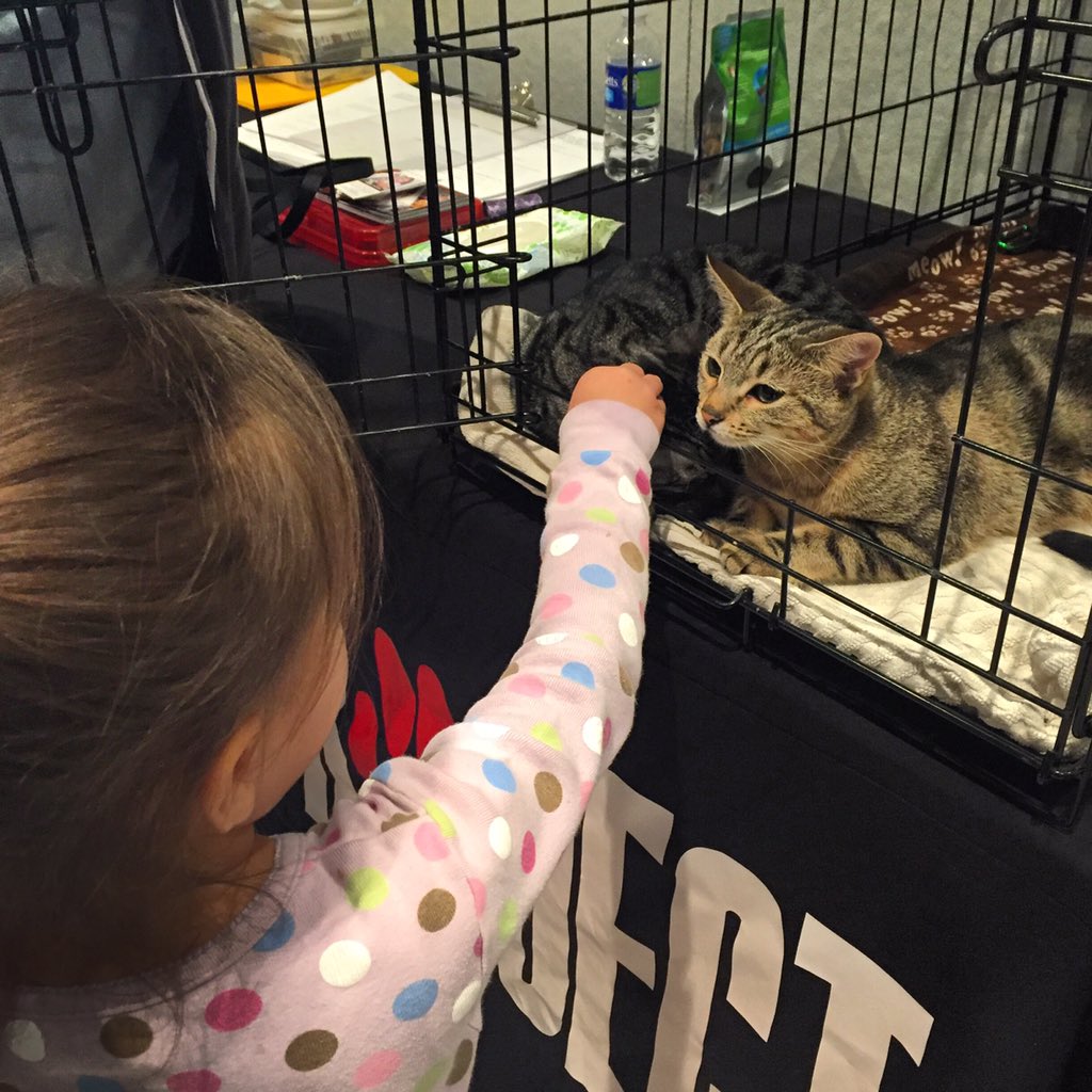 wattsproject's tweet photo. Kitty Von D &amp; Waffles getting lots of cuddles and kisses at the grand opening of 8th &amp; Grand! #wattsproject https://t.co/uCAc0nc2PJ