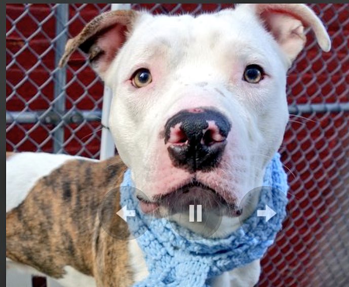 DogTreatNews's tweet photo. RT #nirritiJR: https://t.co/CsbyrZ6DoS RT ruthmen: PLS RT2BKILLED11/19🆘 #NYC #DOGS 2B #ADOPT #FOSTER #RESCUE #PLE… https://t.co/g6SXExs0tj