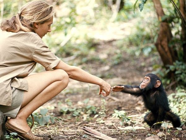 PsychMethods's tweet image. Jane Goodall is a great example of Naturalistic Observation.