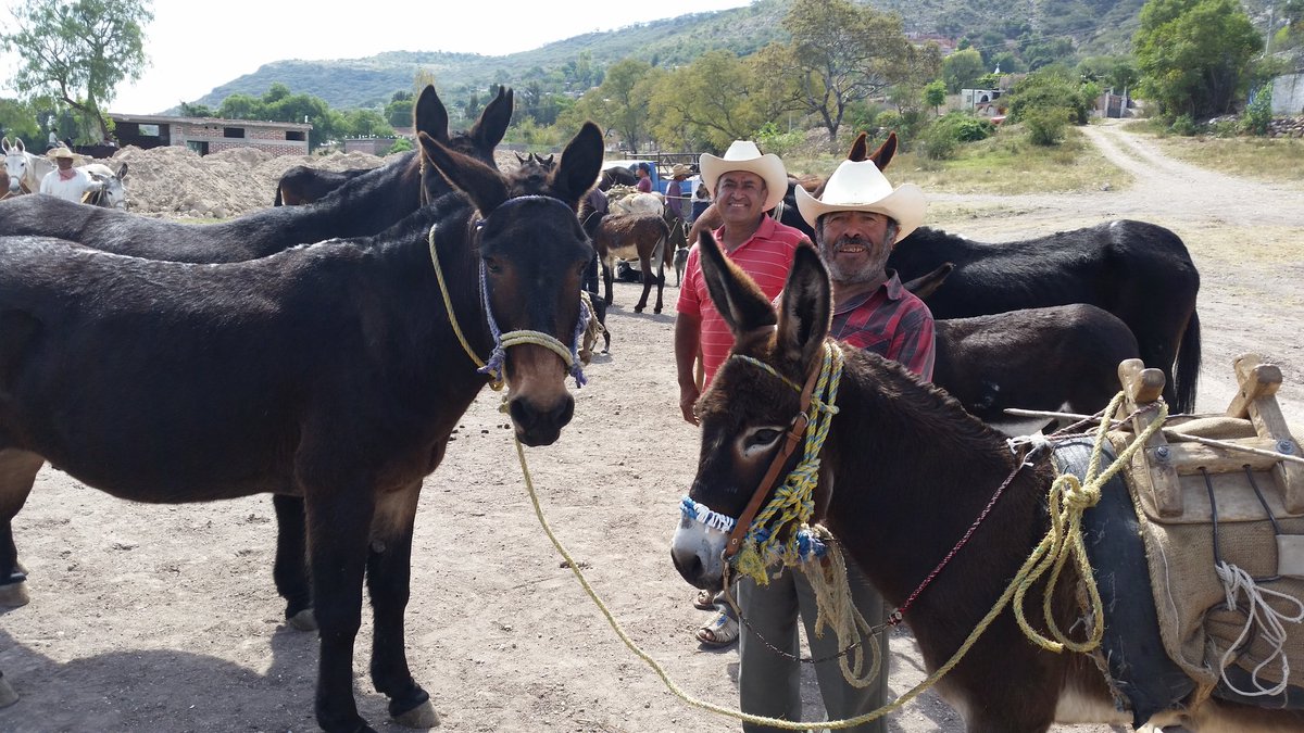 DonkeySancUNAM's tweet photo. Muy buen día hoy en #ElNaranjillo #JuventinoRosas #Guanajuato #TheDonkeySanctuaryUNAMquerétaro https://t.co/R039DdlxgL