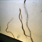 おええ!チンアナゴの全貌を見た結果